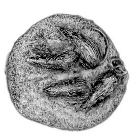 This is a photo of the figure